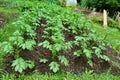 Growing Potatoes