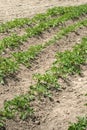 Growing potatoes - earthed up potato plants in vegetable garden.