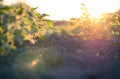 Potato field at sunset in a small village in Republic of Moldova Royalty Free Stock Photo