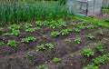 Growing potatoes at home. the plants grow out of a row of brown soil and in the background is a foil cover for tomatoes. grass pat