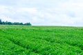 Growing potatoes in a large field. Flowering potato plants. Agricultural land Royalty Free Stock Photo