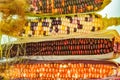 Growing and presentation of organic colored corn Royalty Free Stock Photo