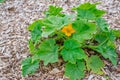 Growing pumpkin flower in agronomy concept Royalty Free Stock Photo