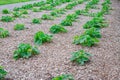 Growing pumpkin flower in agronomy concept Royalty Free Stock Photo