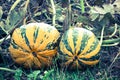 Growing pumpkins in the field