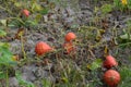 Growing pumpkins in the garden