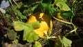 Growing pumpkins. little pumpkin. at home. Little young yellow pumpkin Cucurbita pepo on a bush in the garden. Agricultural