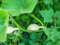 Growing pumpkins. little pumpkin. at home. Little young yellow pumpkin Cucurbita pepo on a bush in the garden. Agricultural