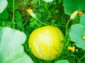 Growing pumpkins. little pumpkin. at home. Little young yellow pumpkin Cucurbita pepo on a bush in the garden. Agricultural