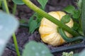 Growing pumpkins on organic farmland with ripening squash vegetables cultivation for halloween and thanksgiving with blossom home-