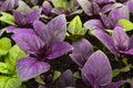 Growing purple basil. Macro photo with blurred background