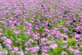 Growing purple blossom flowers in the garden