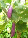 growing purple eggplant that is bearing fruit