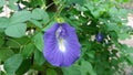 Growing purple flower closeup photo