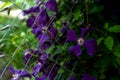 Growing purple flower with green leaves