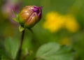 Beautiful growing purple flower in the garden