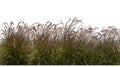 Growing purple grass in a field against a white background Royalty Free Stock Photo