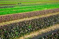 Growing purple lettuce leaf mustard at farm Royalty Free Stock Photo