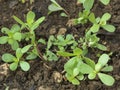 Growing purslane Royalty Free Stock Photo
