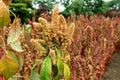 Growing quinoa plant with seed head in garden