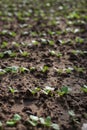 Growing radish in garden beds Royalty Free Stock Photo