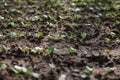 Growing radish in garden beds