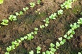 growing radishes in rows. young radish plants growing in the vegetable garden Royalty Free Stock Photo