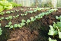 Growing radishes in the vegetable garden. Young radish plants sprouting from the fertile soil Royalty Free Stock Photo