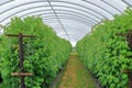 Growing raspberries in greenhouse plantation Royalty Free Stock Photo