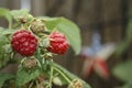 Growing Raspberries Royalty Free Stock Photo