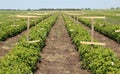 Growing raspberries on an industrial scale Royalty Free Stock Photo