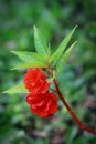 Growing red balsam flower