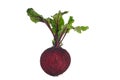 Growing red beetroot