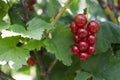 Growing red currant bunch Royalty Free Stock Photo