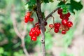 Growing red currant Royalty Free Stock Photo