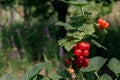 Growing red currants in the country. A branch on a red currant Bush with ripe red berries in close-up Royalty Free Stock Photo