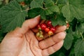 Growing red currants in the country. A branch on a red currant Bush with ripe red berries in the hand of a gardener close-up Royalty Free Stock Photo