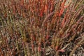 Growing red glasswort background
