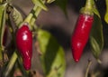 Growing red hot chili pepper in green leaves Royalty Free Stock Photo