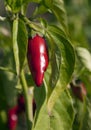 Growing red hot chili pepper in green leaves Royalty Free Stock Photo