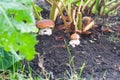 Growing red mushrooms