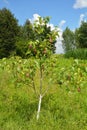 Growing red sweet pears on the pear tree.