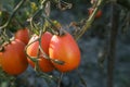 Growing red tomatoes on green branch. Home grown tomato vegetables growing on vine in greenhouse. Autumn vegetable harvest on Royalty Free Stock Photo