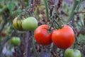 Growing red tomatoes on green branch. Home grown tomato vegetables growing on vine in greenhouse. Autumn vegetable harvest on Royalty Free Stock Photo