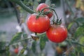 Growing red tomatoes on green branch. Home grown tomato vegetables growing on vine in greenhouse. Autumn vegetable harvest on Royalty Free Stock Photo