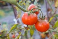 Growing red tomatoes on green branch. Home grown tomato vegetables growing on vine in greenhouse. Autumn vegetable harvest on Royalty Free Stock Photo