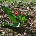 Growing red tulip Royalty Free Stock Photo