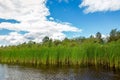 Growing reeds in the bay of the river against the background of the forest and cloudy blue sky on Royalty Free Stock Photo
