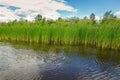 Growing reeds in the bay of the river against the background of the forest and cloudy blue sky on Royalty Free Stock Photo