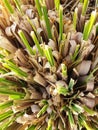 growing reed shown from above